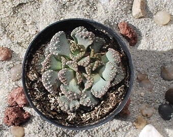 Titanopsis calcarea - 2.5" Pot