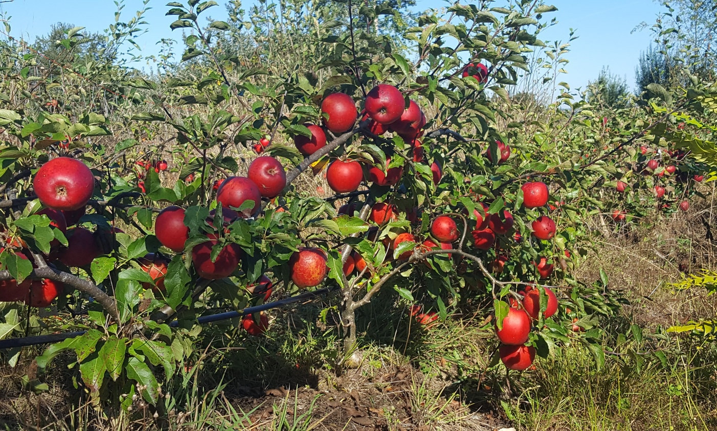 Young Apple Trees 100 Varieties dwarf-full-size shipped