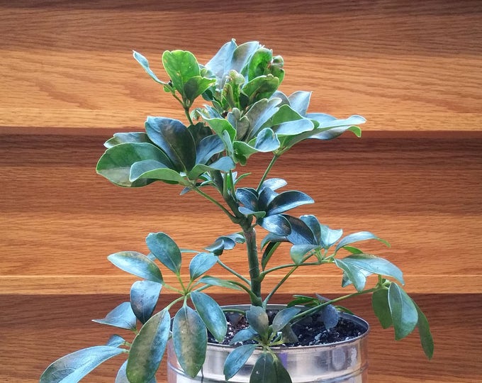 Umbrella Plant (Schefflera arboricola)