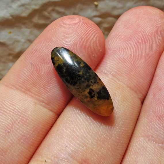 petrified wood opal