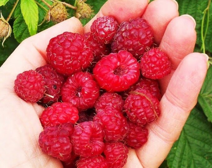 Red Raspberry seed oil - Pure unrefined cold pressed raspberry seed oil, nature sun screen Spf 50