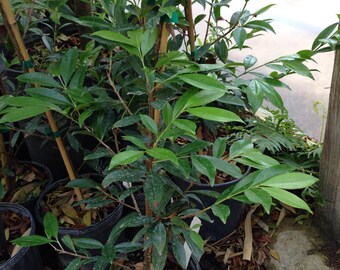 1 Live cherry of the rio grande fruit plant - 18 To 27 Inches tall -m160