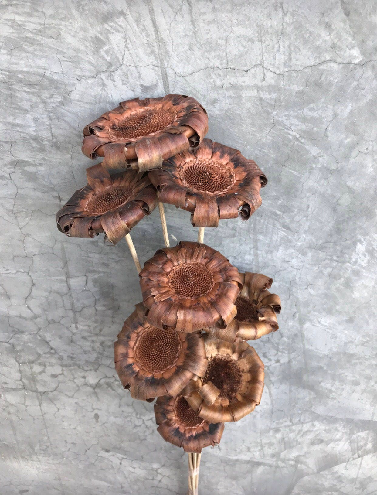 Dried Protea Flower Dried Flowers Wedding flowers Home