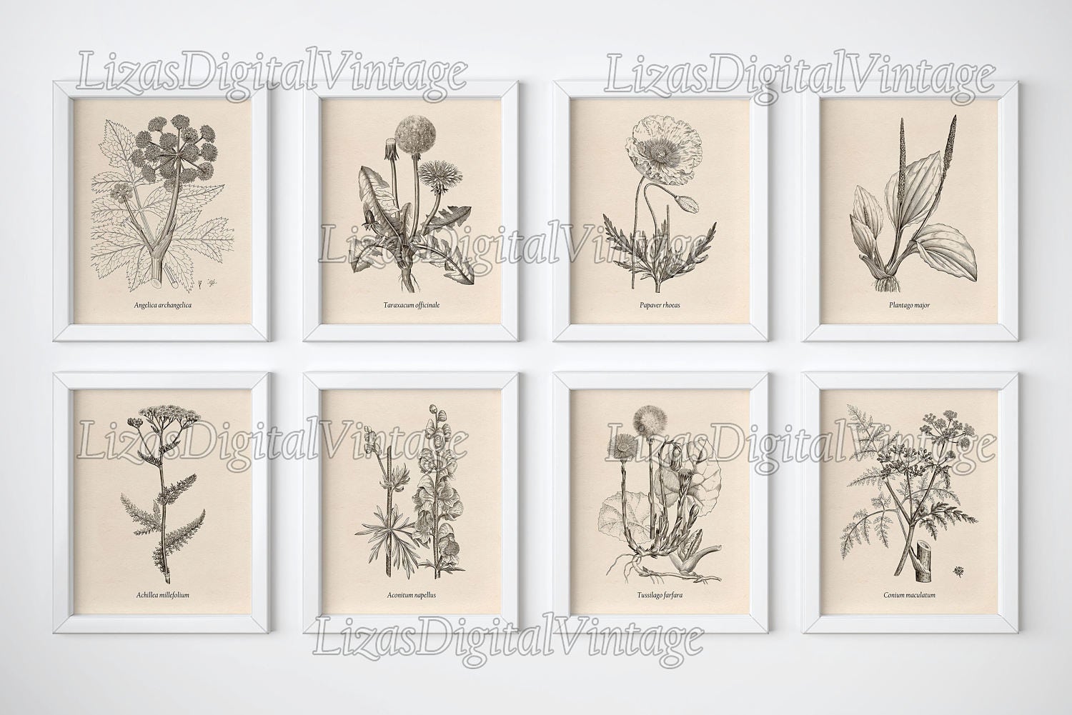 Set of 8 prints Botanical prints Wall art print set Wall