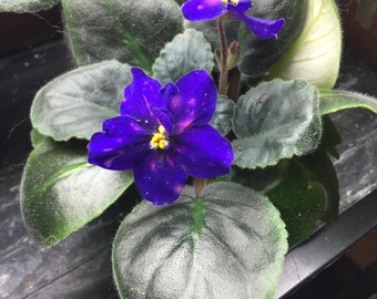 African Violet Cosmic Legend FREE SHIPPING!!