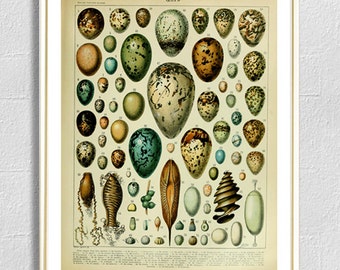 Bird egg fish egg botanical print vintage antique print wall art print home decor dorm room decor kitchen decor 8x12 12x16