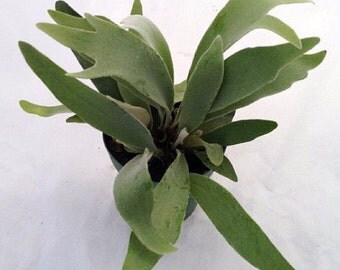French Staghorn Fern Platycerium lemoinei 4" Pot (FREE SHIPPING)
