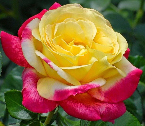 25 Yellow With Pink Trim Rose Bush Flower Seeds Non GMO