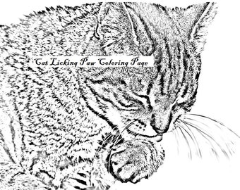  Cat  licking paw  Etsy