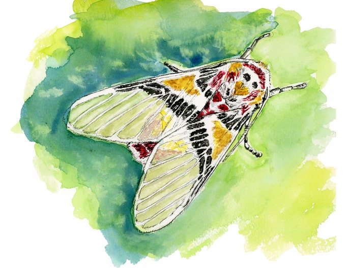 Insect watercolor print