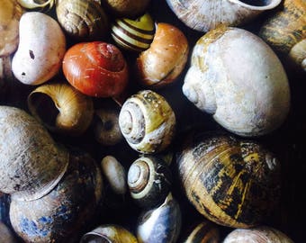 10 Snail Shells