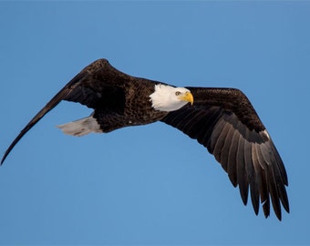 Bald Eagle in flight over Mt. Rainier. Print of a realistic