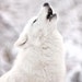 White Wolf