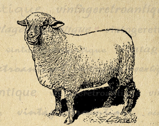 Digital Printable Antique Sheep Image Farm Animal Download Graphic Vintage Clip Art Jpg Png Eps HQ 300dpi No.3187