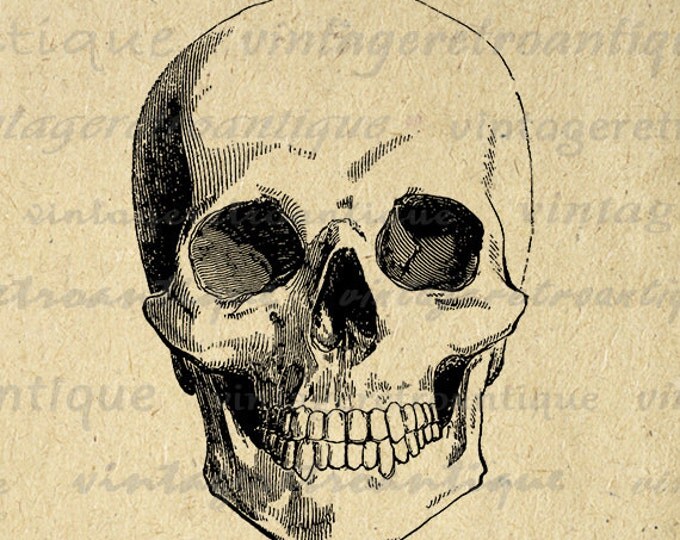 Digital Skull Image Download Graphic Skull Printable Illustration Antique Clip Art Jpg Png Eps HQ 300dpi No.2347