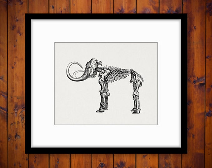 Mammoth Skeleton Digital Graphic Download Elephant Printable Image Vintage Clip Art Jpg Png Eps HQ 300dpi No.443