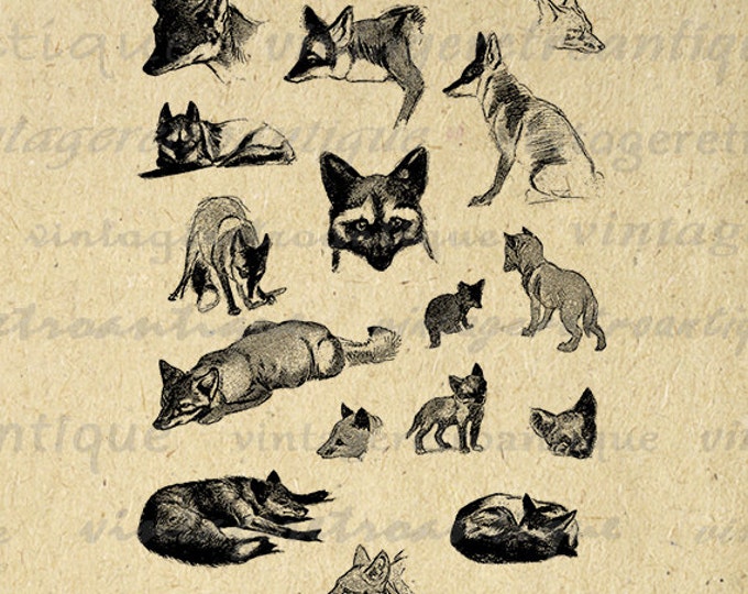 Fox Collage Sheet Graphic Digital Download Foxes Printable Illustration Image Vintage Clip Art Jpg Png Eps HQ 300dpi No.1230