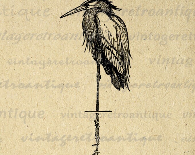 Digital Heron Bird Graphic Download Image Printable Antique Clip Art Jpg Png Eps HQ 300dpi No.138