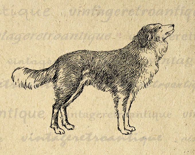 Antique Dog Digital Printable Image Download Graphic Jpg Png Eps HQ 300dpi No.279