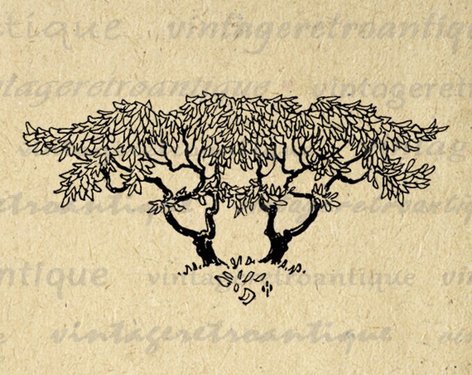 Vintage Tree Image Graphic Download Illustration Digital Printable Antique Clip Art Jpg Png Eps HQ 300dpi No.3860