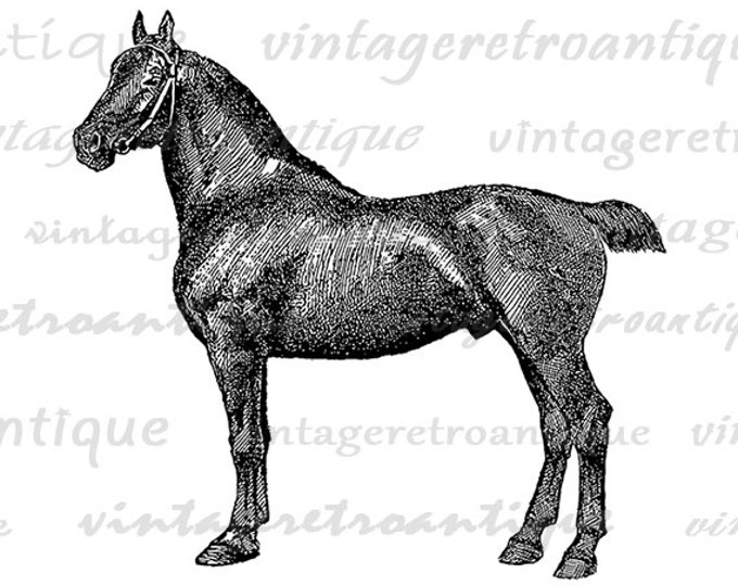 Black Horse Printable Image Graphic German Mare Digital Illustration Download Antique Clip Art Jpg Png Eps HQ 300dpi No.3475