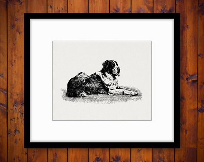 Digital Graphic Saint Bernard Dog Printable Illustration Image Download Vintage Clip Art Jpg Png Eps HQ 300dpi No.3121