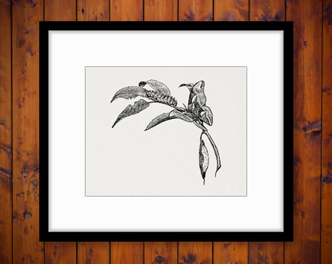 Printable Image Butterfly and Caterpillar Graphic Illustration Download Digital Vintage Clip Art Jpg Png Eps HQ 300dpi No.980