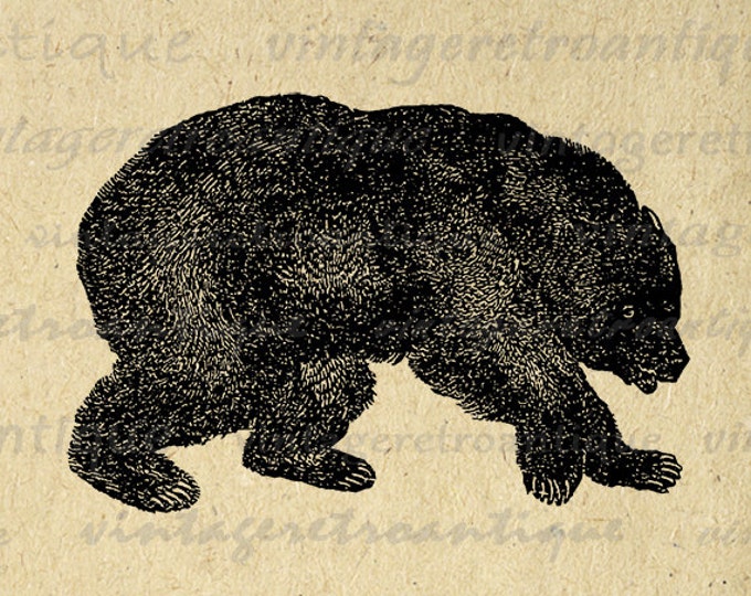 Digital Printable Grizzly Bear Graphic Download Image Illustration Vintage Clip Art Jpg Png Eps HQ 300dpi No.4082