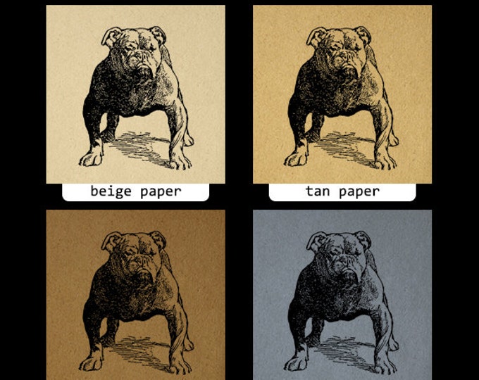 Printable Bulldog Dog Digital Image Download Graphic Artwork Vintage Clip Art Jpg Png Eps HQ 300dpi No.3048