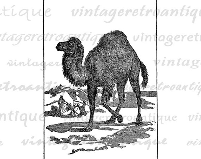 Antique Camel Graphic Printable Download Digital Camel Illustration Image Vintage Clip Art Jpg Png Eps HQ 300dpi No.2565