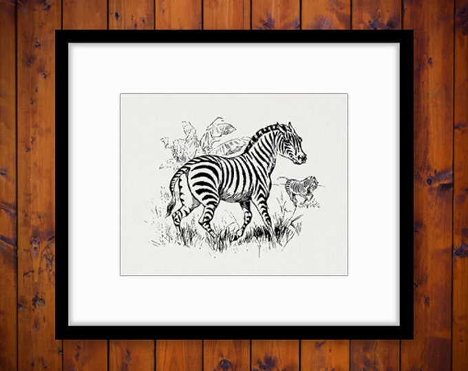 Antique Zebra Image Printable Graphic Digital Download Vintage Clip Art for Transfers Printing etc Jpg Png Eps HQ 300dpi No.691