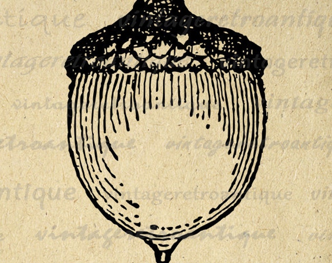 Acorn Digital Graphic Printable Acorn Download Image Illustration Antique Clip Art for Transfers Printing etc HQ 300dpi No.4652