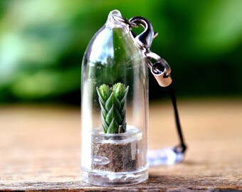 Buddha's Temple Succulent Charm / Succulent Plants