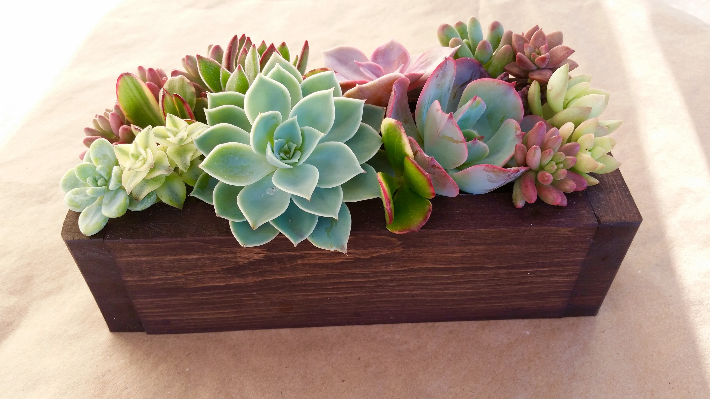 9 SUCCULENT planter box centerpiece Mother's Day