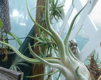 Airplant Elite: Caput Medusae Giant and Large Sample pack