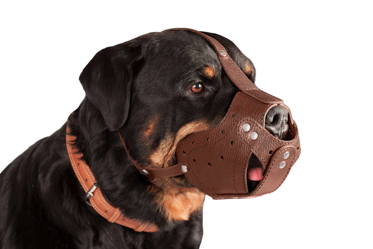 Corbeille sécurisée en cuir chien museau Rottweiler noir brun Corbeille sécurisée en cuir chien museau Rottweiler noir brun