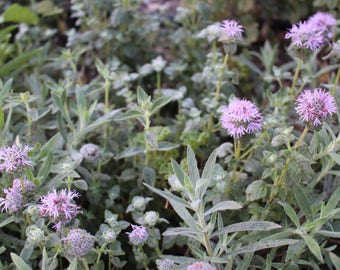 coyote mint seeds