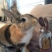 Interiorabbit