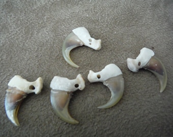 Nice and Clean Drilled Bobcat Claws - Native Americn (Sage Blessed)