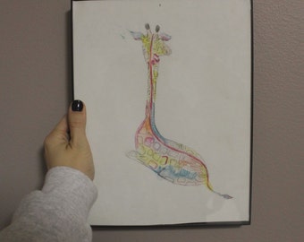 Colorful animal