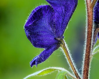 wolfsbane flower poison