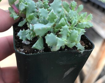 Succulent Plant - Lampranthus Vlandus "Pink Vygle"