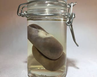 Male Opossum Kidney Pair Wet Specimen