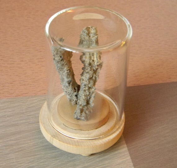 Petrified Lightning Glass Dome Display Saharan Fulgurites