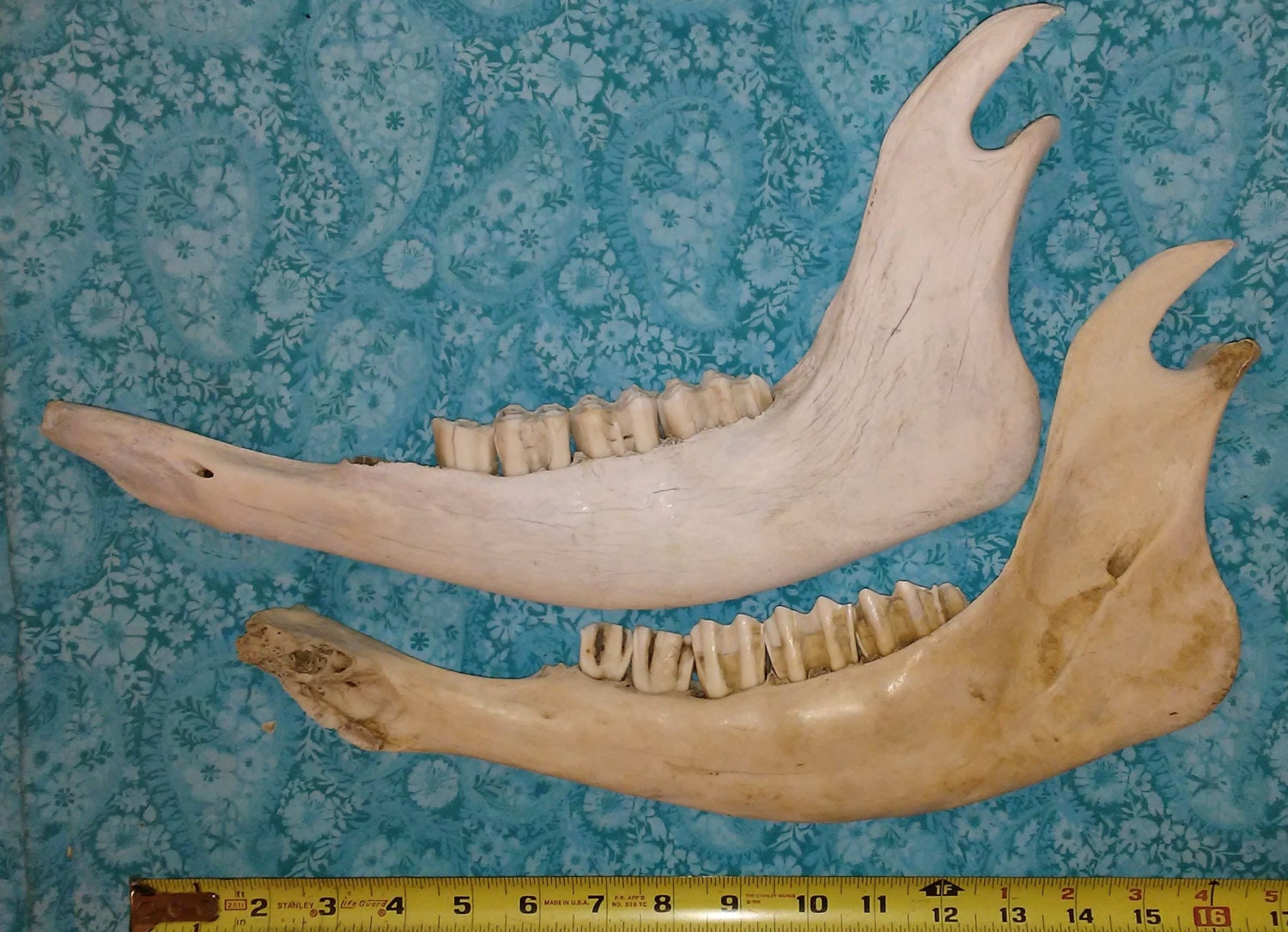 All-Natural Weathered Bison Jaw Bones by ElkCountryLDhaseleer