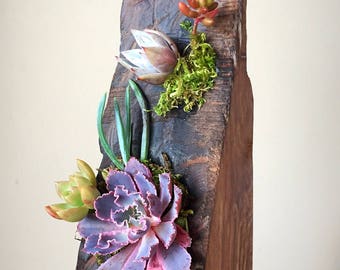 Succulent art/plant art/succulents/succulent planter/succulent arrangement/reclaimed wood/rustic decor/burnt wood/wood art/planter/air plant