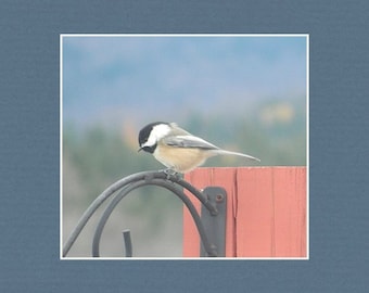 Chickadee - Matted Print