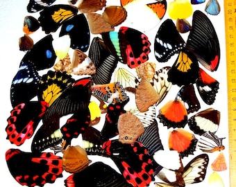 20 Real butterfly wing Assorted - Big wing, Medium wing, Small wing, Beautiful butterfly wing, mix butterfly wing, various butterfly wing