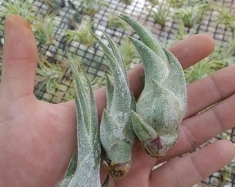Tillandsia Seleriana tillandsia airplant