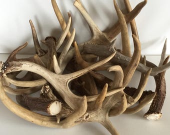 4lbs Real Raw Natural Deer Antlers Premium Grade for Home Projects and Rustic Decor